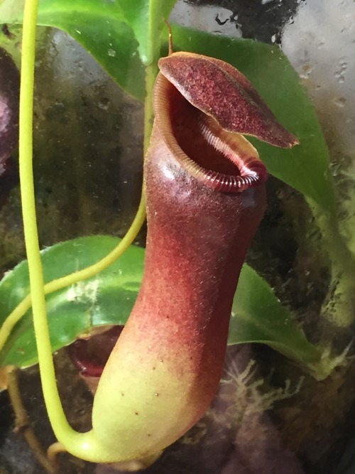 cravethosephotons:Photos Taken: 17-December-2019Nepenthes x briggsianaA newer pitcher on this plant 