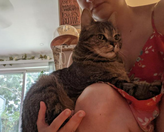 Cat Kneading Boobs