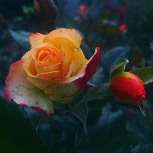 #photography#original photography#rose#flowers
