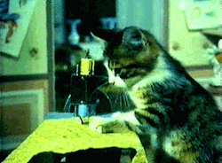 Infinite-Night-In-Winter:  Kitten Made Me The Dress