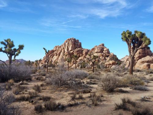 Joshua Tree National Park, California. [2496x1872][OC]