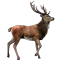 lakehare