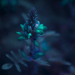 blooms-and-shrooms:  binary sunshine by Cochalita  