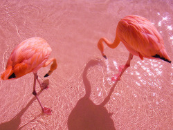 raindog69:  flamingo-plamenac…why u ignoring me? ha? :)