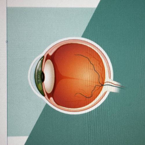 More than it meets the eye #eyeball #medicalillustration #vektorart #inkscape
