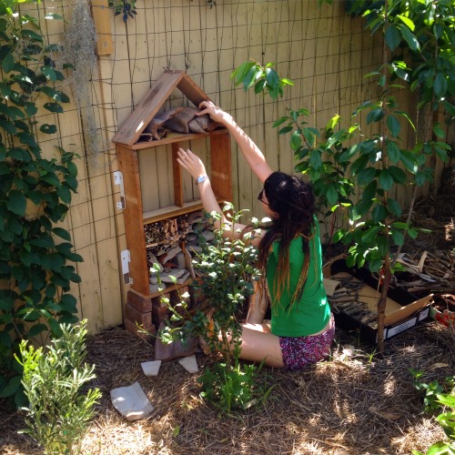 plant-rant:Salvaged some materials from the backyard and garage to make an insect hotel for our back