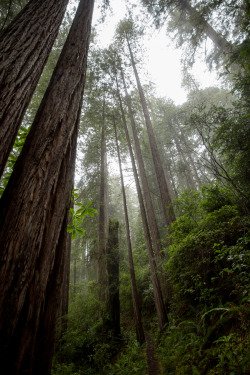 urbanissues:  lobo-de-luna:  tall trees 3-1-16   vertical landscapes