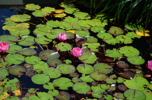 monalunasimone:Pink water lillies