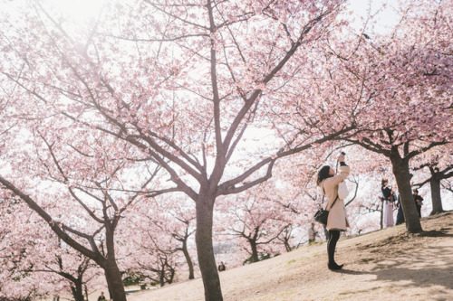 河津桜