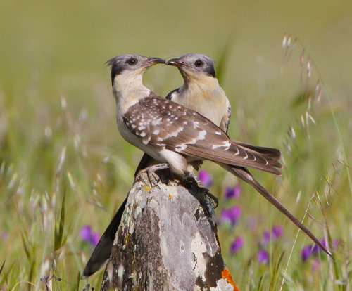 Great Spotted Cuckoo (Clamator glandarius) &gt;&gt;by António Guerra