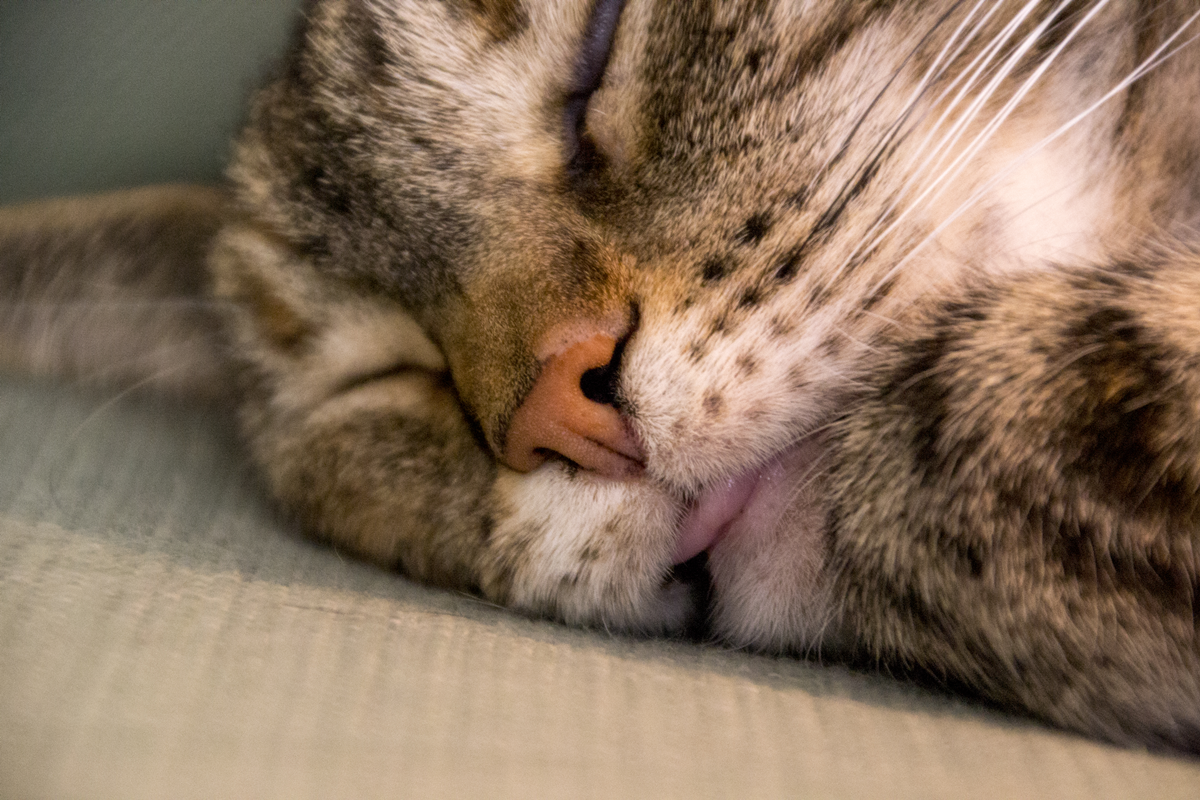 herm-a-lerm:  Bleeep~ 