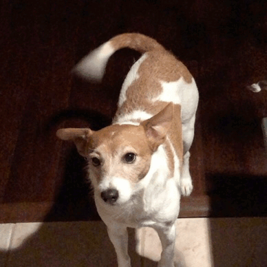 wagging his feather tail | Tumblr