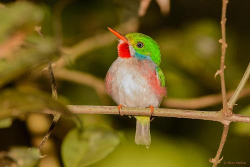 Cuban Tody (Todus multicolor)