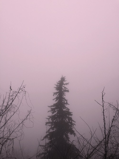 honeymoon-is-alive:Dreamy afternoon - I literally just took these and you can’t understand how