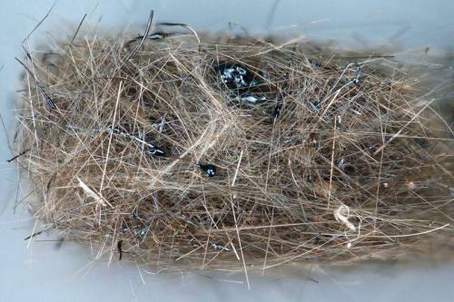 Lava birds nest Looking like woven sprigs of grass with a few dark eggs in the centre, a clump of vo