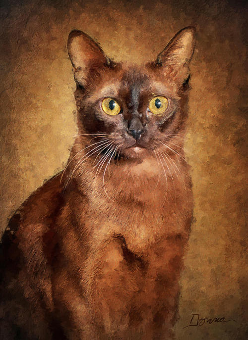Фото породы Бурманская кошка