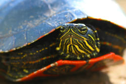 inspirehaisell:  Painted Turtle by Circled