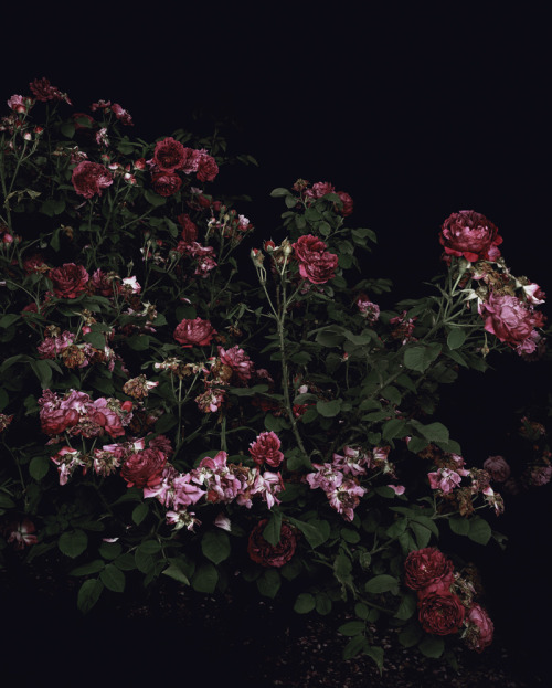 XXX bienenkiste:  Sarah Jones - The Rose Gardens photo