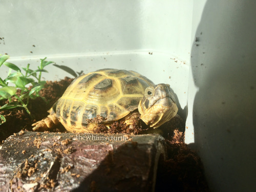 Mom, this shadow is trespassing in my corner!  Make this rude shadow move away!