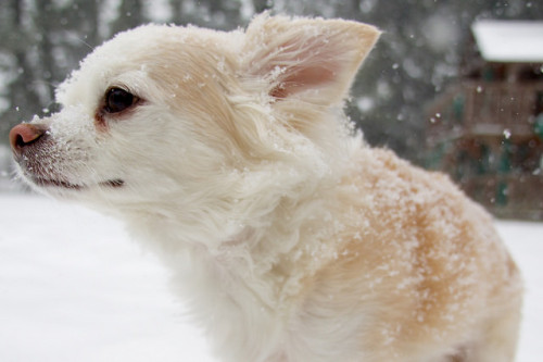 Baxter in the Snow by Au Kirk on Flickr.