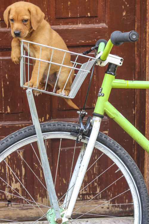 blitzmachines: Custom & Puppy