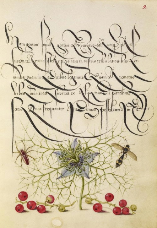 Joris Hoefnagel, illuminator, Georg Bocskay, scribe, pages from Mira Calligraphiae monumenta, 1561/9