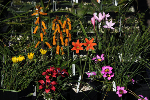 A primavera já vem! Eis uma selecção de flores bulbosas, todas elas sul-africanas, da esquerda para 