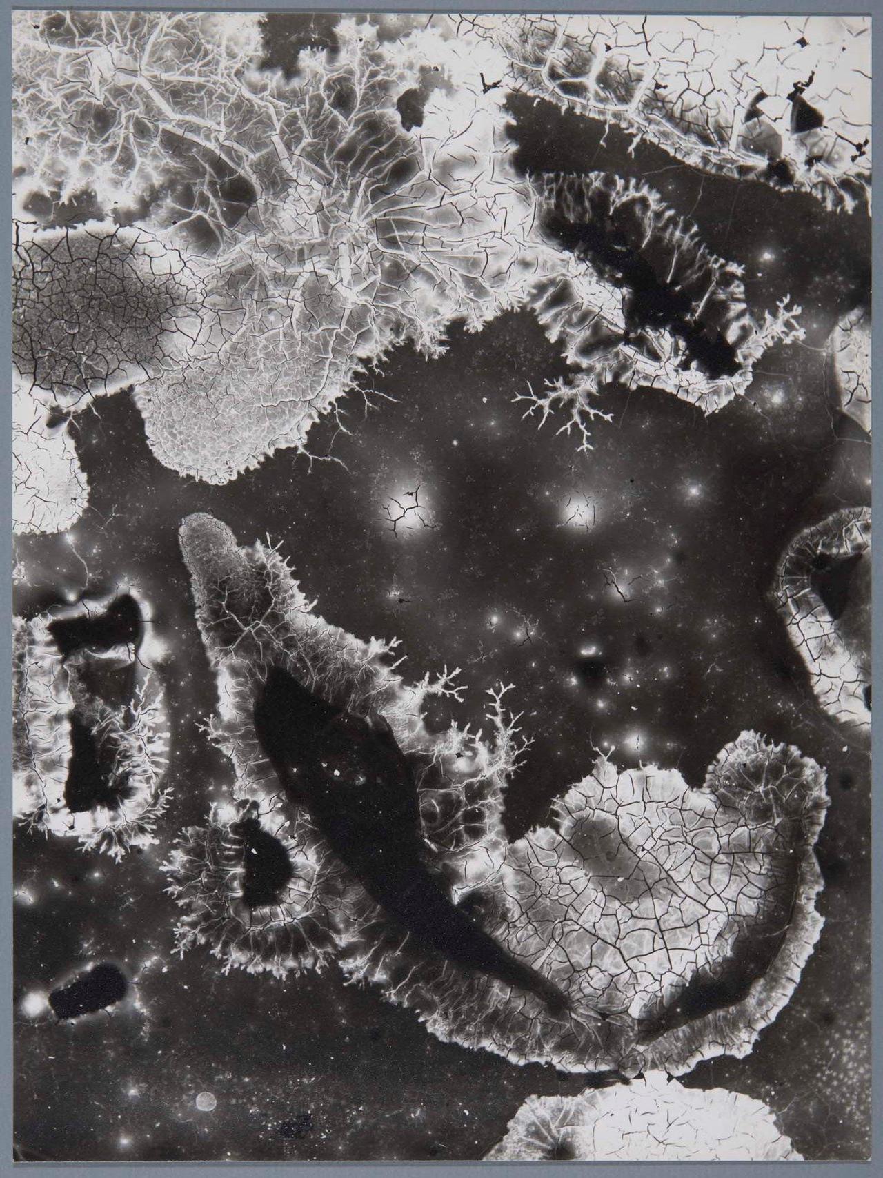 gacougnol: Ton Sirera (Antoni Sirera)Cultivo c. 1959