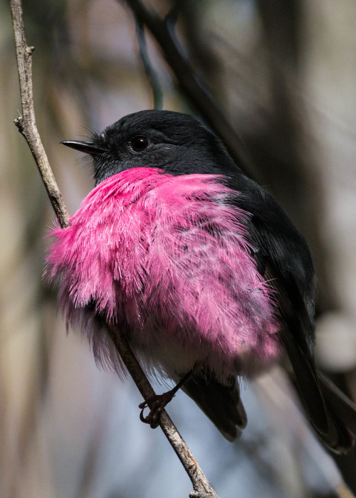 bigbirdpoof:Pink Robin (Petroica rodinogaster) © Charlie Price