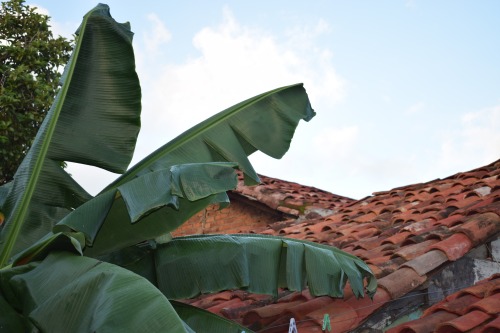 isla-bohemia: Adobe and banana leaves Photography | Nature | Travel Blog