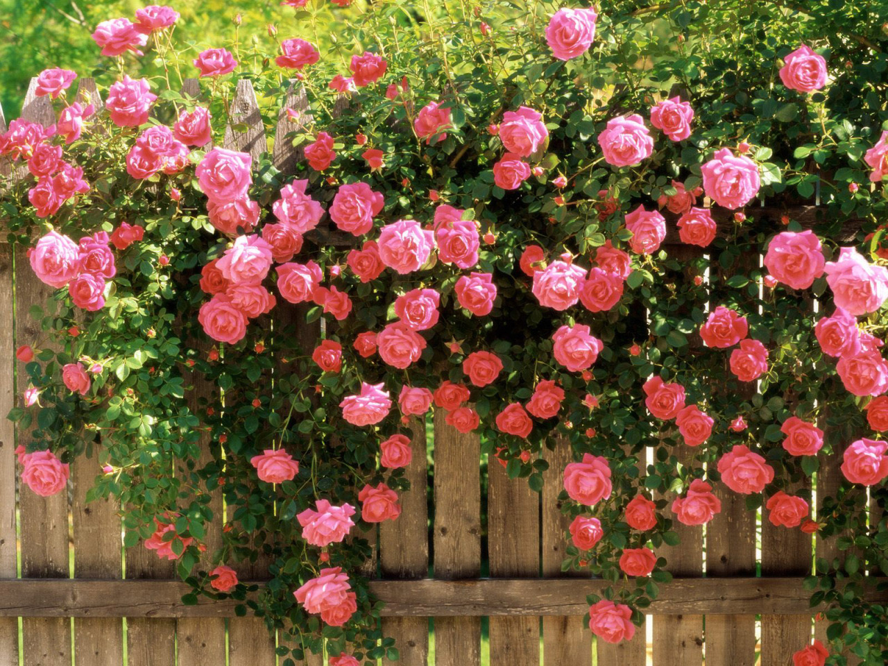 Sâu — “Nếu tôi đã thích hoa hồng, tường vi dẫu đẹp có gì...