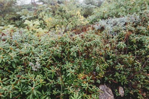 Back in August we hiked the 16 mile Franconia Ridge Trail loop with a very appreciated stop at the A