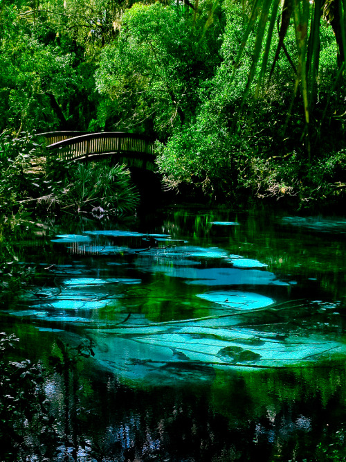 djferreira224:Fern Hammock Springs in North-Central Florida ~ by BurningQuestion on flickr.com