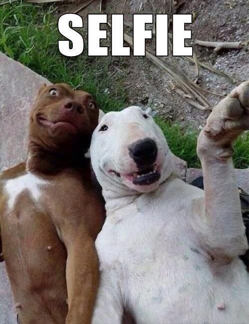 all-dog-breeds:  dog selfie