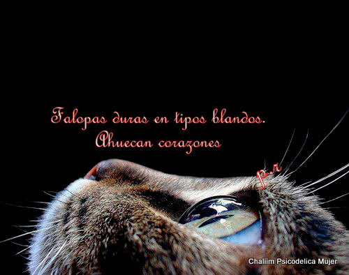 chaliimpsicodelicamujer:  “Falopas duras en tipos blandos… AHUECAN CORAZONES” 