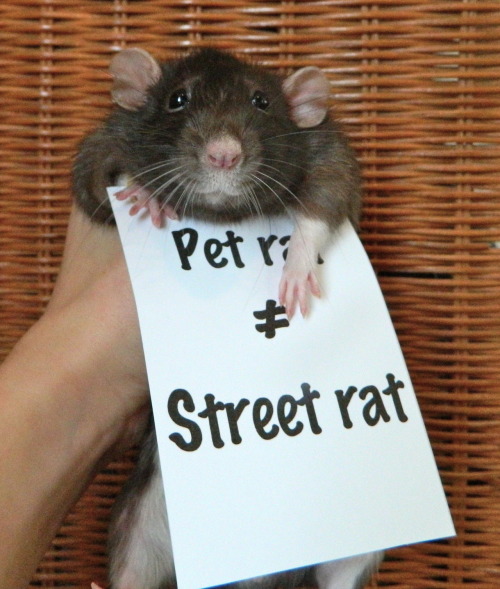 the-brightestgreen:  starlightcitylights:  a-spoopy-impala:  aloeeatsthef-kingsky:  THE SECOND ONE LOOKS SO DAMN HAPPY  LOOK AT THE LAST ONE HES HOLDING THE SIGN UP  Actually I think pet rats are awesome…is that weird?  I had a pet rat growing up, and