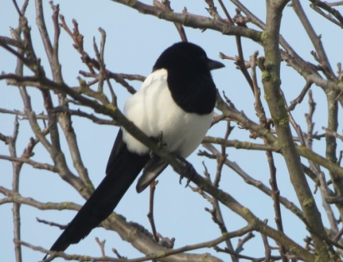 marosefluo:My cute magpie on its two preferred observation points…