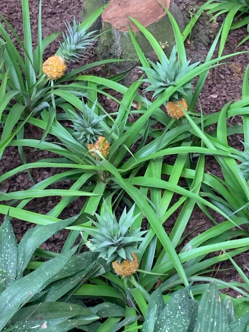 Pineapples, United States National Botanical Garden Conservatory, 2020.