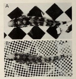 nemfrog:  “Patterns exhibited by the same fish of Rhinogobius brunneus in response to different background patterns. Zoological science, Vol 2. 1985. 