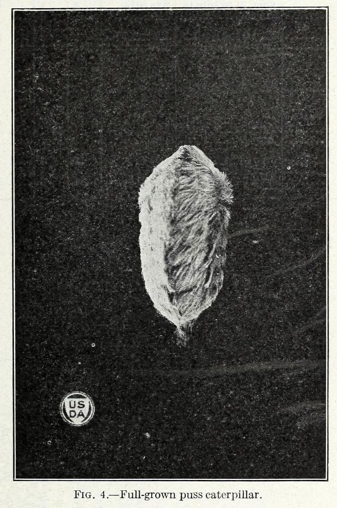 biomedicalephemera: biomedicalephemera:  Southern flannel moth - Megalopyge opercularis