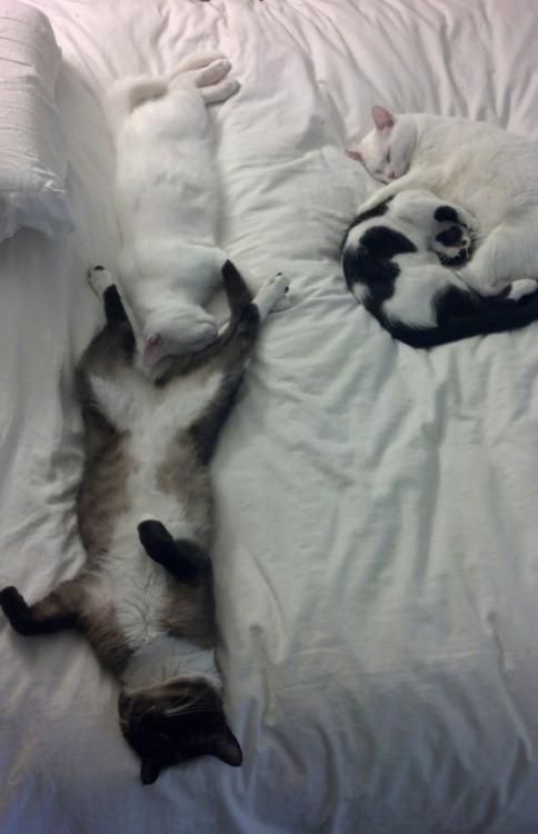 ネコみたいに眠ってみよう！ ネコのやらかす眠り方徹底攻略ガイド  Sleeping Cats