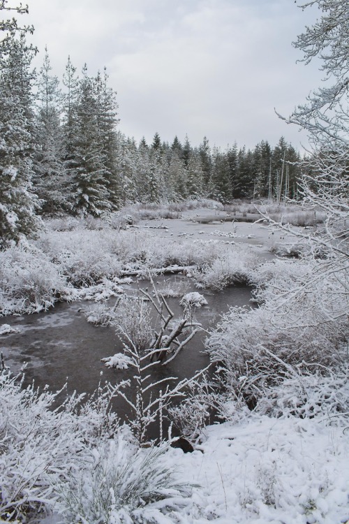 millivedder:Frozen Swamp, SeabeckPrint Shop