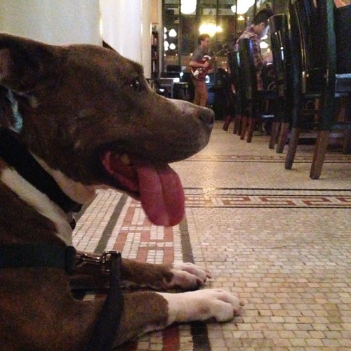 Sinatra Cools Off For #broadwaybeatjazz @acehotel New York #acehotel #freemusic #freenyc #petfriendlyhotel