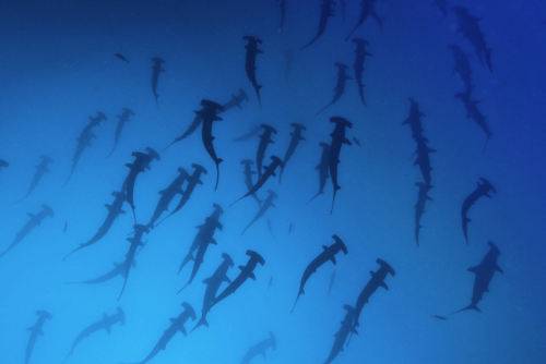 beyondtheseablog: nubbsgalore: hammer time. schools of scalloped hammerhead sharks photographed in t