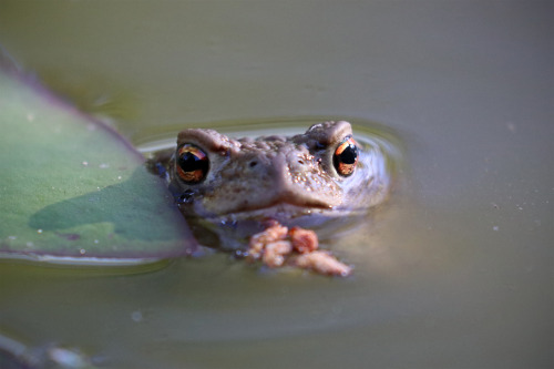 Common toad/vanlig padda. 
