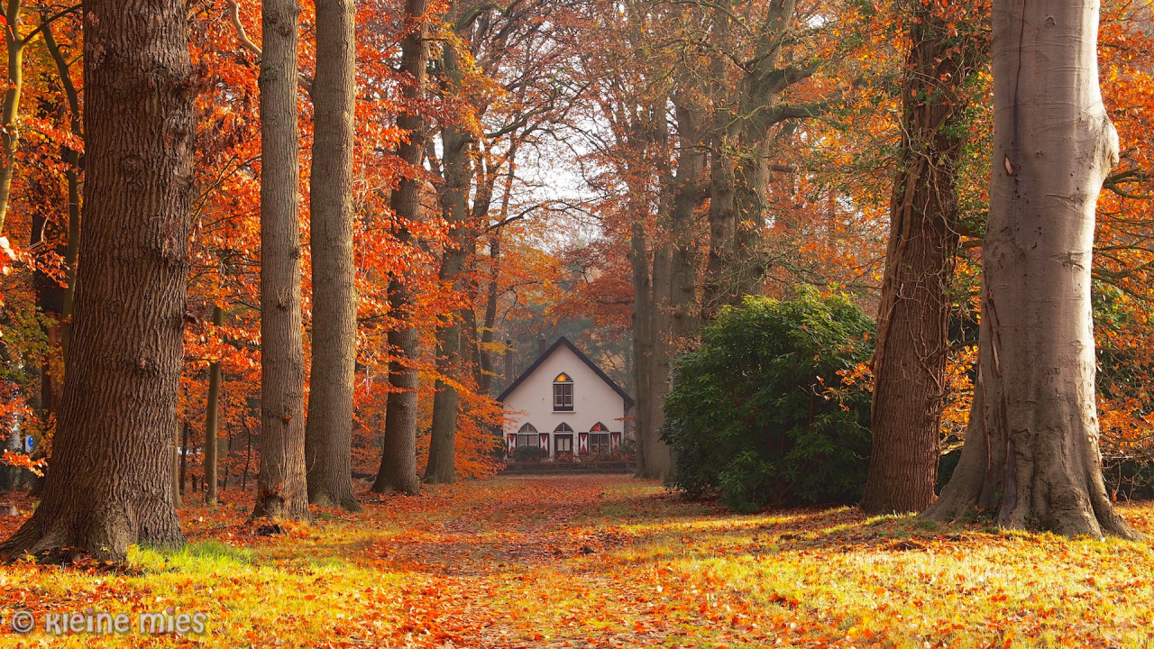 euph0r14:
“ nature | Autumn Leaf(v)es | by miesvansteensel | http://ift.tt/1OldSjs
”