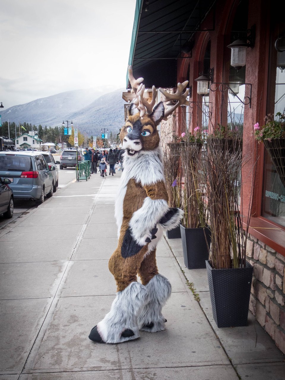 fursuitpursuits:  RT @WoleverWuff: Town or wilderness, you might find Jingle out