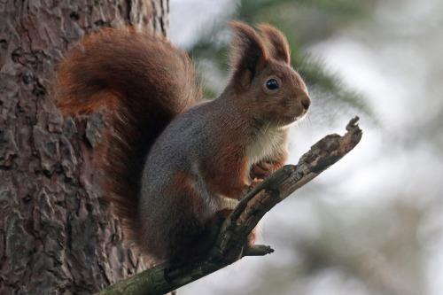 michaelnordeman:Red squirrel/ekorre. 