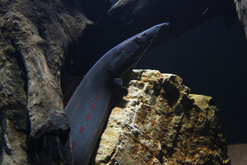 aquatictimes:Endless list of fish I’d love to own: 2. Mastacembelus Erythrotaenia, aka Fire Eel!!!!!