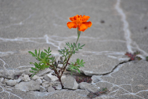 blue-eyed-devil-88: mujeristaxicana: nothing says hope quite like flowers growing through the cra